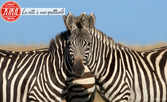 Zebra - 30-11-2018 - Illusioni,vanità e litigi:gli animali nelle foto della settimana
