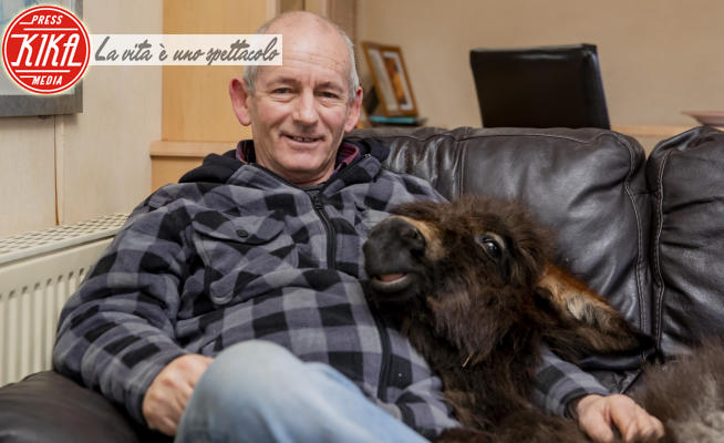 John Nuttall - Lincolnshire - 03-01-2022 - Che bella la vita da cani! La favola dell’asinello Kye