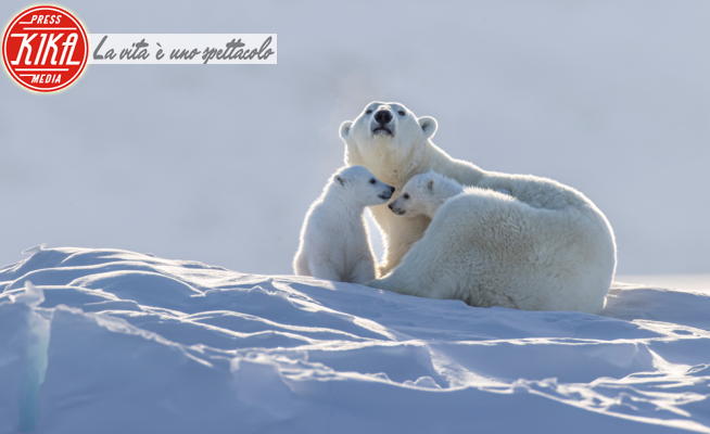 orsi polari - Baffin Islamd - 21-03-2022 - Giornata Internazionale dell'orso polare: coccole sul ghiaccio