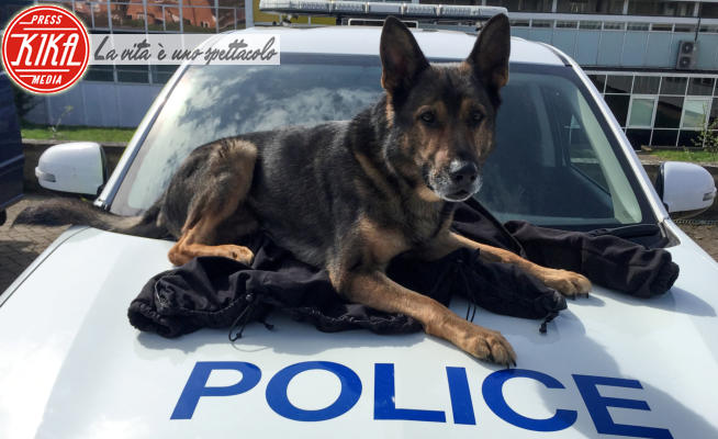 Finn Cane poliziotto - Bristol - 31-07-2023 - Addio a Finn, il cane poliziotto che ispirò una legge speciale