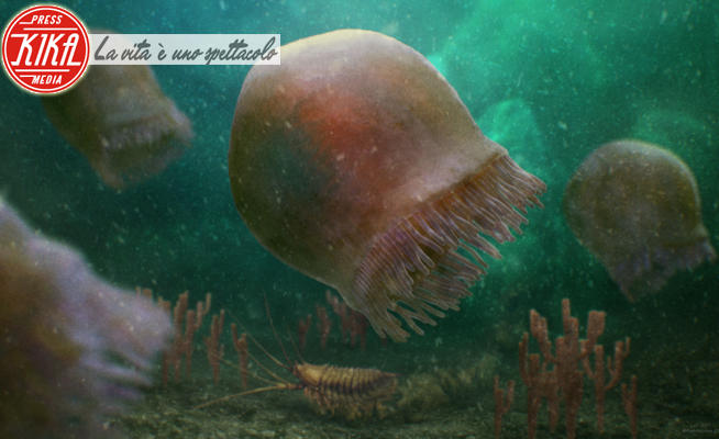 Medusa più antica della Terra - 03-04-2023 - La  medusa più antica dei nostri oceani ha 505 milioni di anni