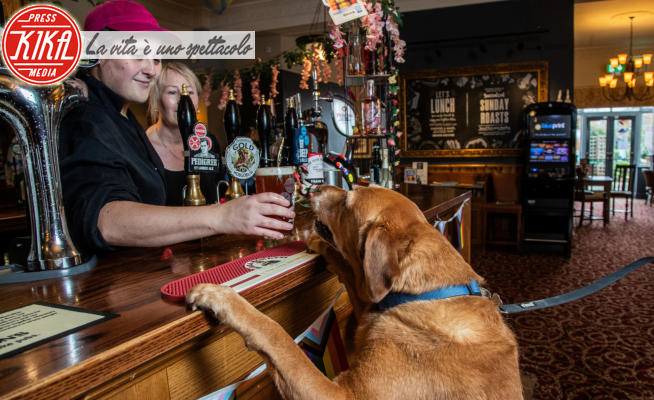 Pub per cani - Preston - 16-08-2023 - In Inghilterra anche i cani possono bere birra in questo pub