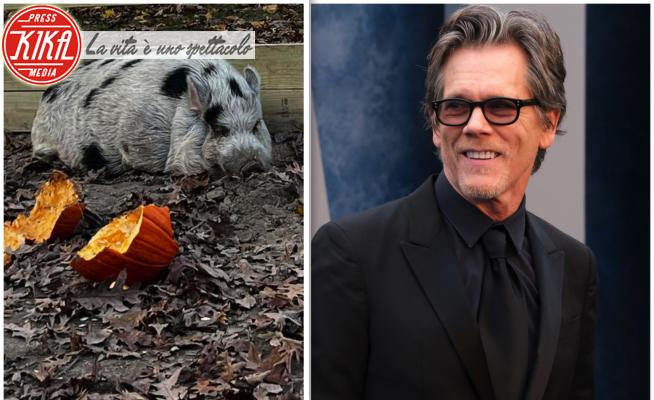 Kevin Bacon - Pennsylvania - Kevin Bacon: il maiale fuggiasco salvato da Kevin Bacon, il divo