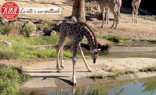 Giraffa - 27-11-2023 - Guarda cosa fa questa buffa baby-giraffa!