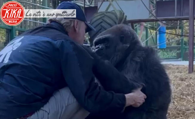 Damian e Tambabi - Kent - 28-11-2023 - Guardate cosa fa questo tenero gorilla!