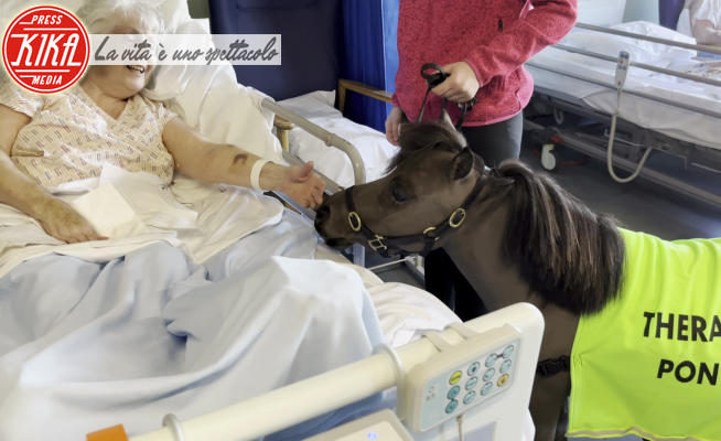 George il pony - Kent - 16-02-2024 - George, il pony che aiuta i pazienti a guarire