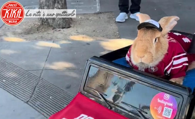 Alex il coniglio - California - 20-02-2024 - Alex, il coniglio che va in giro in auto elettrica