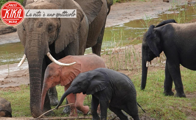 Elefante rosa - Sud Africa - 01-03-2024 - Un elefante rosa gioca con mamma e papà: non è un sogno!