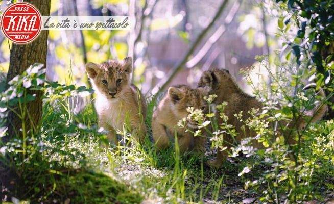 Cuccioli di Leone - Londra - Cuccioli di leone all'aria aperta per la prima volta