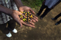 Grani di caffé - Thiotte - 23-08-2011 - L'oro nero di Haiti