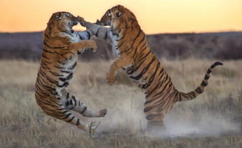 Panna, Shadow - Philippolis - 30-07-2013 - Avete mai visto due tigri che lottano?