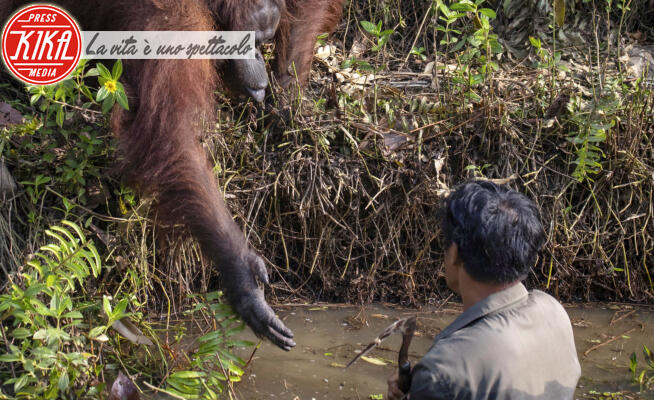 Orangutan - 02-02-2020 - L'unione fa la forza... tra uomo e orangutan