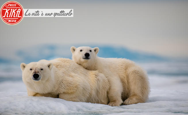 orsi polari - Norvegia - 26-06-2019 - L'orsetto polare e la sua mamma: quanto calore sul ghiaccio!