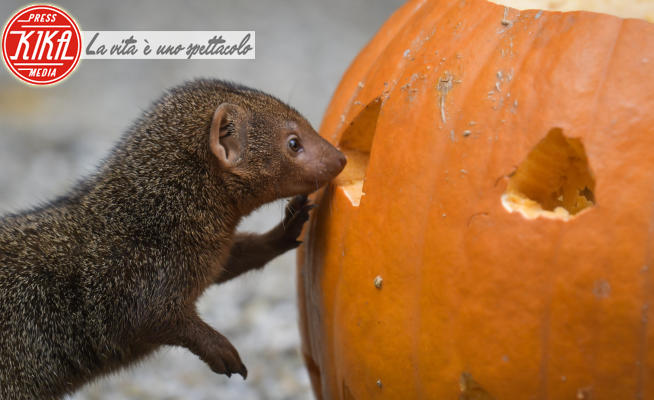 Halloween - Zagabria - 10-10-2021 - Allo zoo      Halloween è già arrivato!  