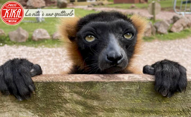 Animale - 09-12-2021 - Bye bye 2021: le migliori foto scattate negli zoo d'Europa
