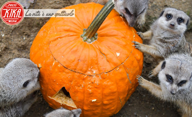 halloween zoo - Zagabria - 30-10-2022 - Tutti pazzi per Halloween, una festa bestiale!