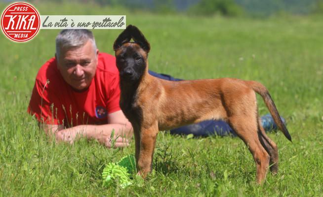 Kruno Stipetic, Zorro - Croazia - 24-05-2023 - Zorro, cucciolo di pastore belga che diventerà l'eroe dei monti